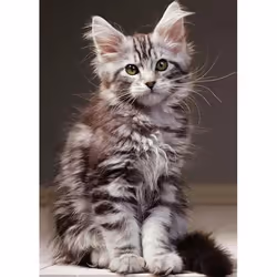 Nathan puzzle 1000 p - Le chaton Maine Coon