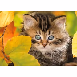 Nathan puzzle 1500 p - Chaton en automne