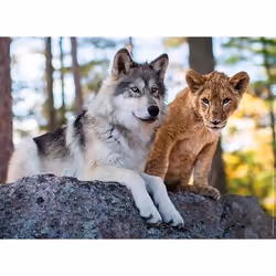 Nathan puzzle 500 p - Le loup et le lion