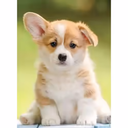 Nathan puzzle 500 p - Adorable corgi