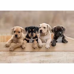 Nathan Pz AmStaff Terriers 1000p