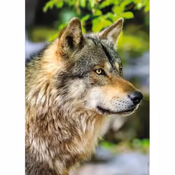 Nathan Pz Loup 1000p