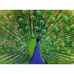 Ravensburger 12001332 Jeu de puzzle 500 pièce(s) Animaux