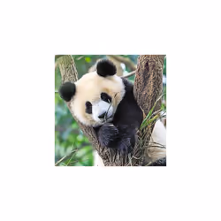 Ravensburger 05666 puzzle Contour pour puzzle 49 pièce(s) Animaux