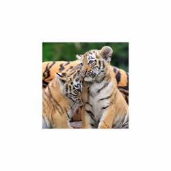 Ravensburger 05666 puzzle Contour pour puzzle 49 pièce(s) Animaux