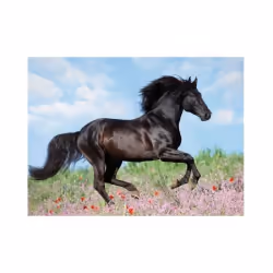 Ravensburger Puzzle 200 p XXL - Etalon noir, 200 pièce(s), Animaux, 8 an(s)