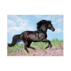 Ravensburger Puzzle 200 p XXL - Etalon noir