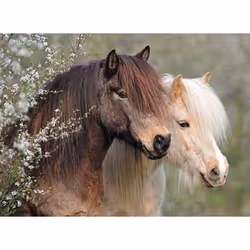 Ravensburger Puzzle 150 p XXL - Magnifiques chevaux