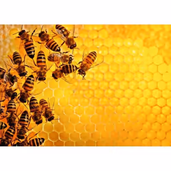 Ravensburger Puzzle 1000 p - La ruche aux abeilles (Challenge Puzzle), 1000 pièce(s), 14 an(s)