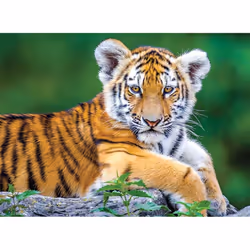 Nathan Puzzle 150 p - Bébé tigre