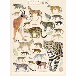 Nathan Puzzle 500 p - Les félins