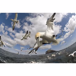 WVG Die fantastische Reise der Vögel Blu-ray Allemand, Anglais