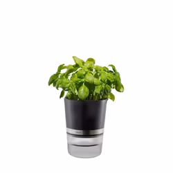 GEFU BOTANICO, Pot pour plante, Autonome, Plastique, Acier inoxydable, Noir, Cylindre, 0,5 L