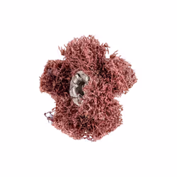 PFERD 44698254, 19100 tr/min, 2,5 cm, 80 g, 20 pièce(s)