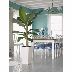 LECHUZA CUBICO Color 30 All-in-One Set Intérieure Kit de plantation en pot Autonome Polypropylène (PP) Blanc - Vue supplémentaire 6