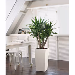 LECHUZA CUBICO Color 40 All-in-One Set Intérieur & extérieur Kit de plantation en pot Autonome Polypropylène (PP) Blanc - Vue supplémentaire 8
