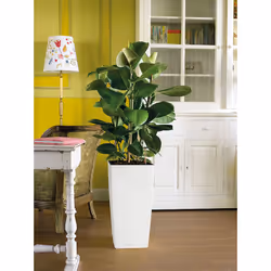 LECHUZA CUBICO Color 40 All-in-One Set Kit de plantation en pot Autonome Polypropylène (PP) Graphite - Vue supplémentaire 11