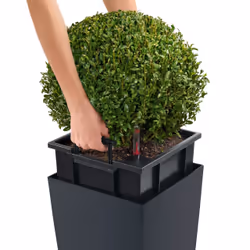 LECHUZA Cubico Color 22 Intérieure Kit de plantation en pot Autonome Polypropylène (PP) Marron