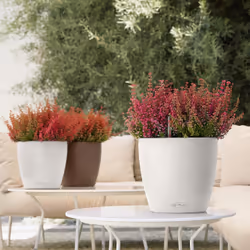 LECHUZA Classico Color 21 Intérieure Kit de plantation en pot Autonome Polypropylène (PP) Gris - Vue supplémentaire 4