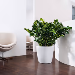 LECHUZA Classico Color 28 Intérieure Kit de plantation en pot Autonome Polypropylène (PP) Gris