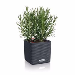 LECHUZA CUBE Color 16 Intérieur & extérieur Kit de plantation en pot Autonome Polypropylène (PP) Noir - Vue supplémentaire 7