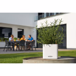 LECHUZA CUBE Color 16 Intérieur & extérieur Kit de plantation en pot Autonome Polypropylène (PP) Noir - Vue supplémentaire 8