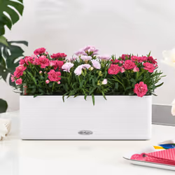 LECHUZA Cube Color Triple Intérieure Jardinière Support Polypropylène (PP) Blanc - Vue supplémentaire 11