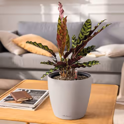 LECHUZA CLASSICO Color LS 28 Intérieur & extérieur Jardinière en boîte de conserve Autonome Plastique Marron