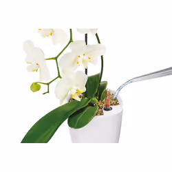 LECHUZA DELTINI Intérieure Kit de plantation en pot Autonome Polypropylène (PP) Blanc