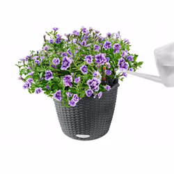 LECHUZA NIDO Cottage All-in-One Set Intérieur & extérieur Panier suspendu pour plantes Support Polypropylène (PP) Blanc - Vue supplémentaire 10