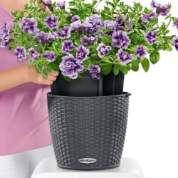 LECHUZA NIDO Cottage All-in-One Set Intérieur & extérieur Panier suspendu pour plantes Support Polypropylène (PP) Gris