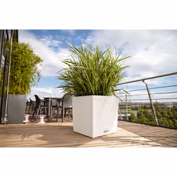 LECHUZA CUBE Cottage 30 All-in-One Set Intérieur & extérieur Kit de plantation en pot Autonome Polypropylène (PP) Marron - Vue supplémentaire 4