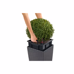 LECHUZA CUBE Cottage 40 All-in-One Set Intérieur & extérieur Kit de plantation en pot Autonome Polypropylène (PP) Gris - Vue supplémentaire 4