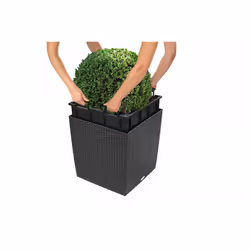 LECHUZA CUBE Cottage 50 All-in-One Set Intérieur & extérieur Kit de plantation en pot Autonome Polypropylène (PP) Blanc