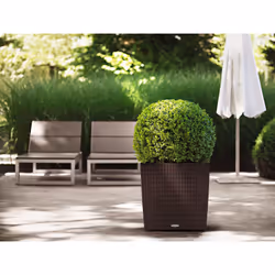 LECHUZA CUBE Cottage 50 All-in-One Set Intérieur & extérieur Kit de plantation en pot Autonome Polypropylène (PP) Marron - Vue supplémentaire 4