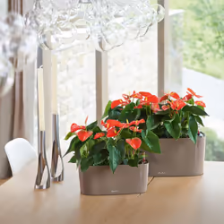 LECHUZA Delta 10 Intérieure Jardinière Autonome Polypropylène (PP) Anthracite - Vue supplémentaire 4