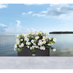 LECHUZA BALCONERA Cottage 50 Extérieure Jardinière Mural Polypropylène (PP) Blanc - Vue supplémentaire 10