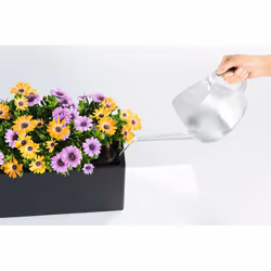 LECHUZA BALCONERA 50 Intérieur & extérieur Kit de plantation en pot Support Polypropylène (PP) Blanc