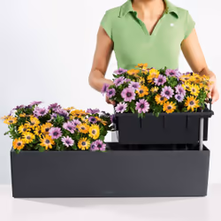 LECHUZA Balconera Color 80 Intérieur & extérieur Jardinière Support Polypropylène (PP) Blanc