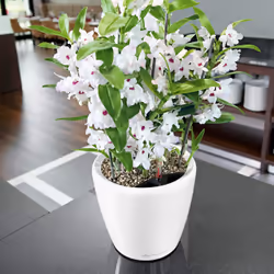 LECHUZA Classico LS 21 Intérieure Kit de plantation en pot Autonome Polypropylène (PP) Noir - Vue supplémentaire 4