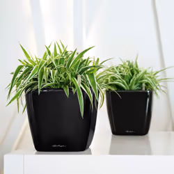 LECHUZA Quadro LS 21 Intérieure Kit de plantation en pot Autonome Polypropylène (PP) Charbon de bois, Métallique - Vue supplémentaire 4