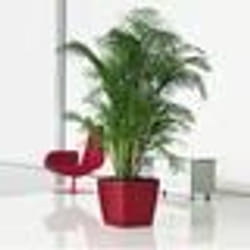 Pot de fleurs - LECHUZA - Quadro Premium LS 43 - Rouge Scarlet - 32 Litres - 43x43x40 cm