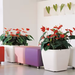 LECHUZA QUADRO LS 50 Intérieure Kit de plantation en pot Autonome Plastique Charbon de bois - Vue supplémentaire 5