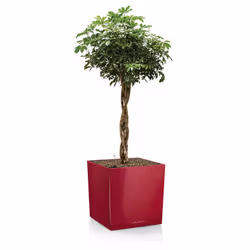 LECHUZA CUBE 30 Intérieure Kit de plantation en pot Autonome Polypropylène (PP) Noir