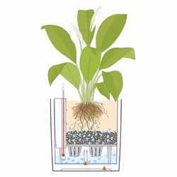 LECHUZA CUBE 50 Intérieure Kit de plantation en pot Autonome Polypropylène (PP) Blanc - Vue supplémentaire 7