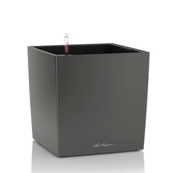 LECHUZA CUBE 50 Intérieure Kit de plantation en pot Autonome Polypropylène (PP) Charbon de bois