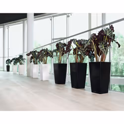 LECHUZA CUBICO 40 All-in-One Set Intérieure Kit de plantation en pot Autonome Polypropylène (PP) Blanc - Vue supplémentaire 7