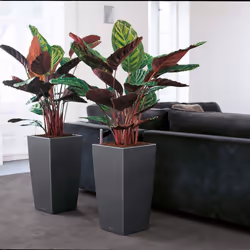 LECHUZA Cubico 40 Intérieure Jardinière Autonome Polypropylène (PP) Rouge - Vue supplémentaire 6