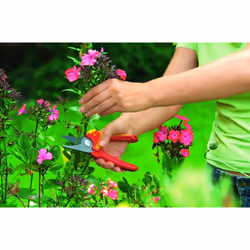 Sécateur de contournement Wolf Garten RR 1500 BASIC PLUS - Vue supplémentaire 4