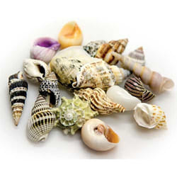 HOBBY Aquaristik Sea Shells Set S Couleurs assorties 20 pièce(s)